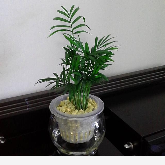 家裡什麼植物簡單好養？-園藝印象的回答