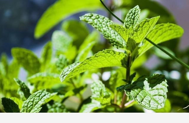 家裡什麼植物簡單好養？-有室之用的回答