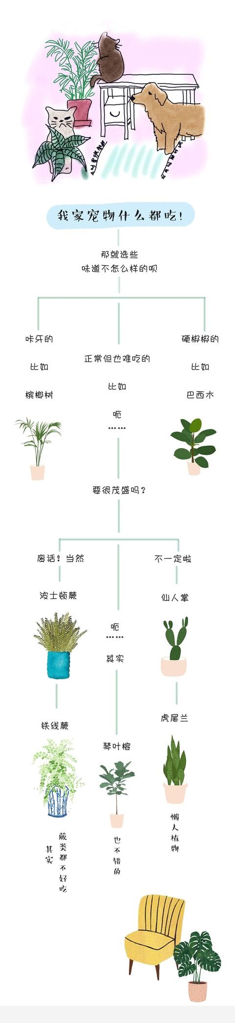 家裡什麼植物簡單好養？-大植養花的回答