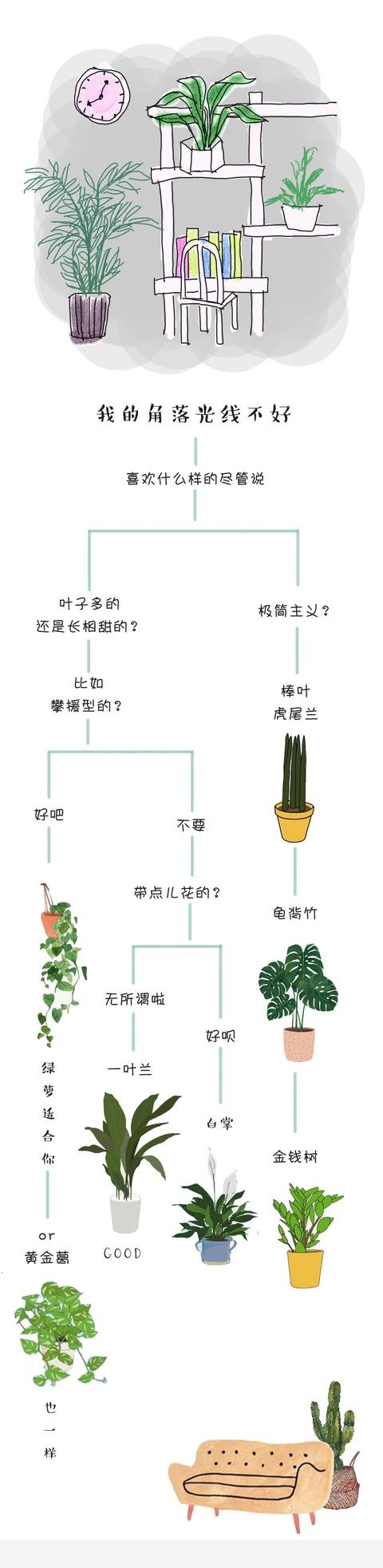 家裡什麼植物簡單好養？-大植養花的回答