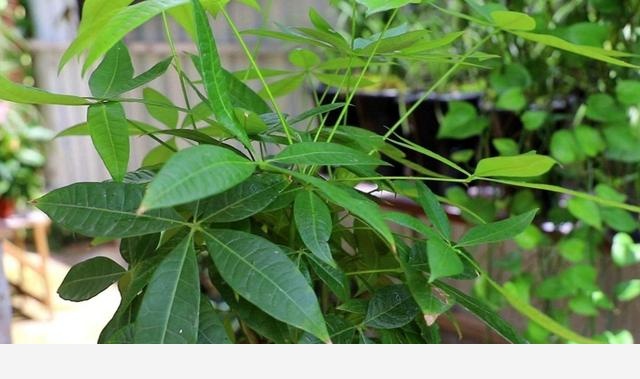 養發財樹，掌握好4個養護關鍵點，長得茂盛，葉子濃綠